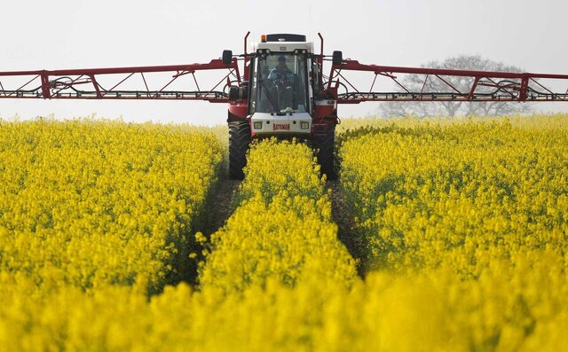 وابستگی ۸۷ درصدی به واردات دانههای روغنی همچنان ادامه دارد