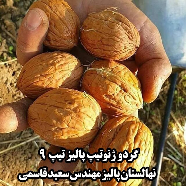 نهال گردو ژنوتیپ پالیز تیپ 9: بهترین گزینه برای احداث باغ با درآمد میلیاردی