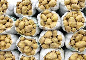 عرضه مستقیم سیبزمینی و