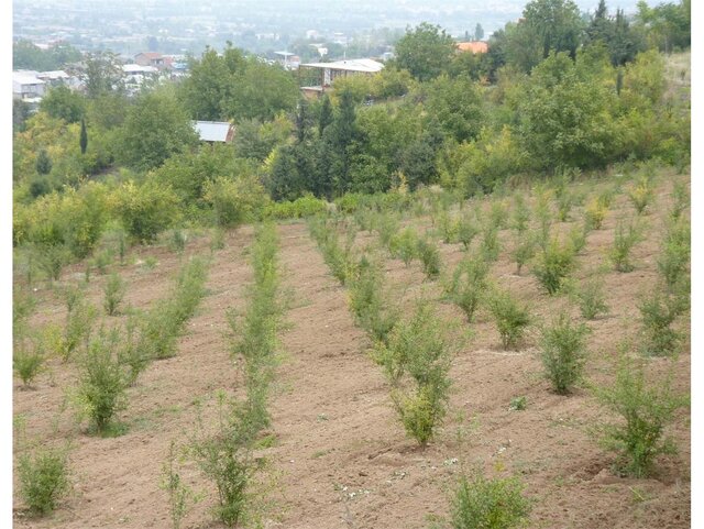 خیز بلند برای گسترش باغداری در اراضی شیبدار ایلام