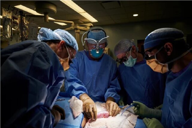 پیوند کلیه خوک به انسان در آمریکا مجوز گرفت پیوند کلیه خوک به انسان در آمریکا مجوز گرفت