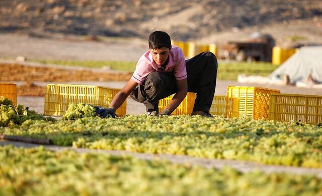 نبود بازار فروش تضمینی؛ مشکل تاکستان‌های ملایر