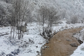 بارش برف در سوادکوه