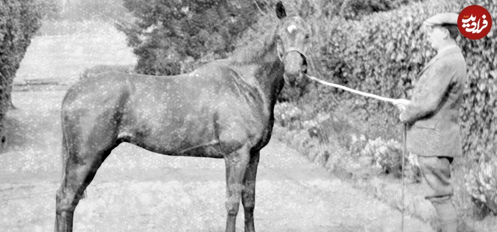 معروفترین اسب جنگ جهانی؛ «اسبی که هیچوقت نمیافتاد»