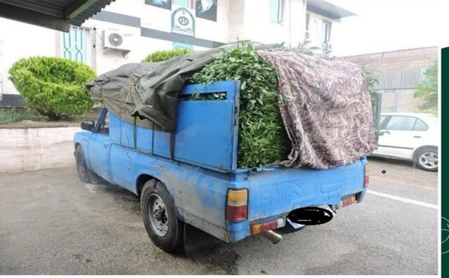 چلم کشف شده_ شاهرود کشف ۲ تن چلم قاچاق در شاهرود