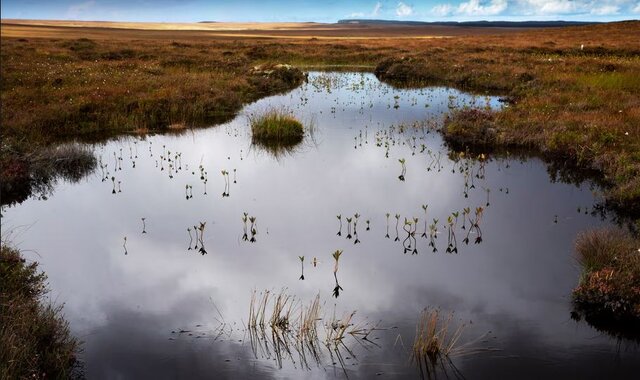 عکس: گاردین «تورب»های حفاظتنشده، «بمب کربنیِ» زمین هستند