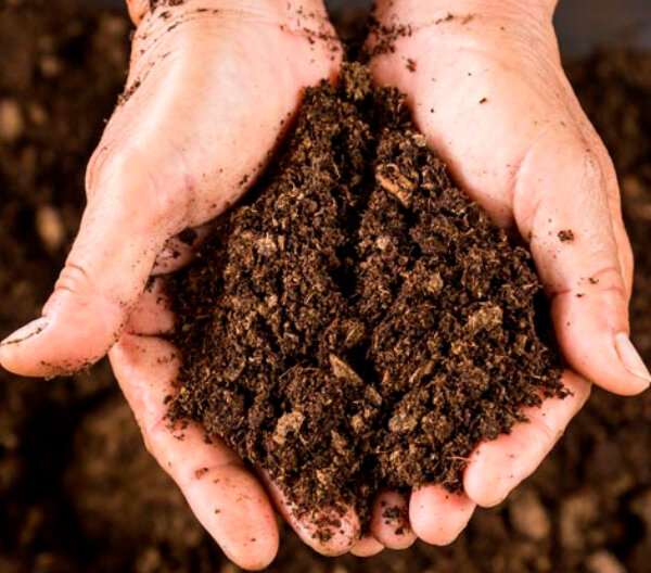 «تورب»های محافظتنشده، «بمب کربنیِ» زمین هستند