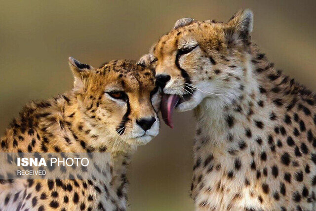 عکس تزئینی ست مشاهده پرجمعیتترین خانواده یوز ایرانی در پارک ملی توران +فیلم