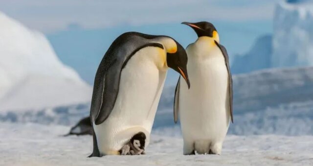 عکس: گتی ایمجز ثبت رکورد کاهش یخ در دریاهای جهان