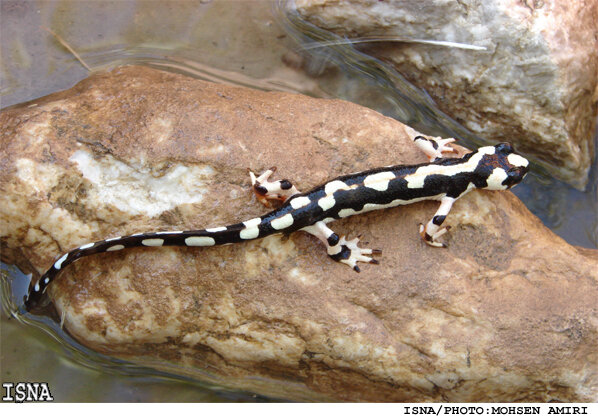 سمندر لرستانی بازارگرمی قاچاقچیان نوروزی با سمندر لرستانی و گیاهان مهاجم