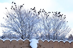 بارش برف در شهرستان اهر