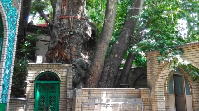 روشن کردن شمع عامل سوختن چنار تاریخی برغان روشن کردن شمع عامل سوختن چنار تاریخی برغان