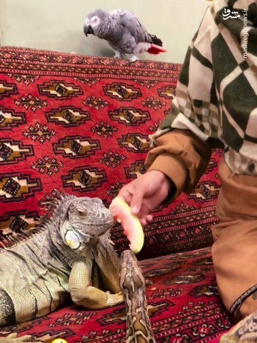 پای حیوانات وحشی به خانه انسانها باز شد؟