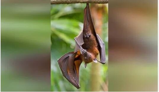 شناسایی ویروس کرونای جدید؛ آیا یک همهگیری دیگر در راه است؟