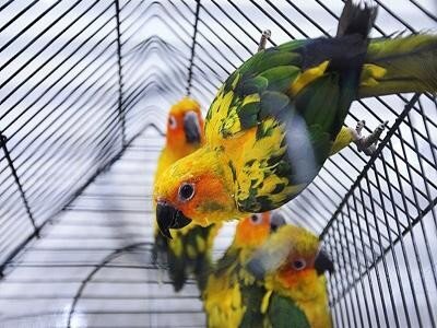 عکس آرشیوی است قاچاقچیان پرندههای تزئینی در دام پلیس یزد