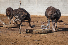 نبود حمایت مستمر چالش پیش‌ روی پرورش دهندگان شترمرغ در سیستان و بلوچستان