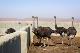 ظرفیت بالای سیستان برای پرورش شتر مرغ