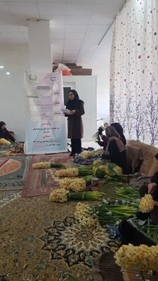 از تولید ۱۶۷ میلیون شاخه گل نرگس و روشهای تغذیه آن در ایلام