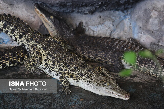 بررسی چالشها و فرصتهای توسعه واحدهای حوزه کشاورزی مشهد