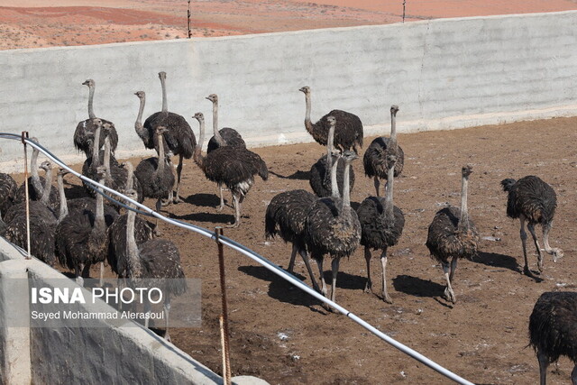 فعالیت  ۳۰ واحد غیرمجاز پرورش شتر مرغ در مشهد فعالیت  ۳۰ واحد غیرمجاز پرورش شتر مرغ در مشهد