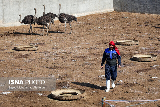 نبود کشتارگاه صنعتی چالش مهم پرورش شترمرغ در سیستان وبلوچستان نبود کشتارگاه صنعتی چالش مهم پرورش شترمرغ در سیستان وبلوچستان