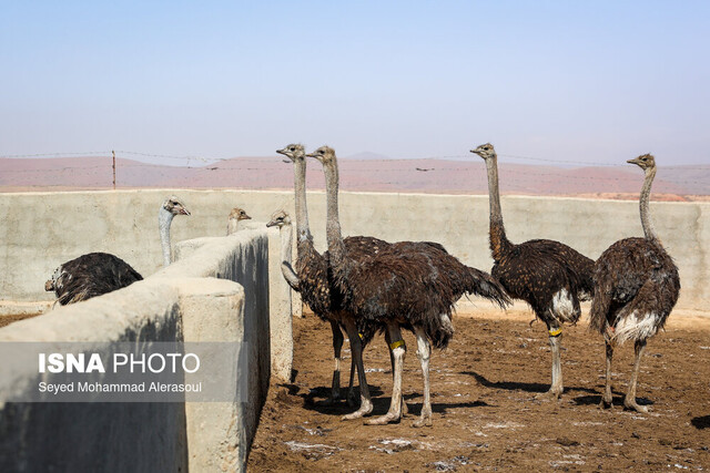 ظرفیت بالای سیستان برای پرورش شتر مرغ ظرفیت بالای سیستان برای پرورش شتر مرغ