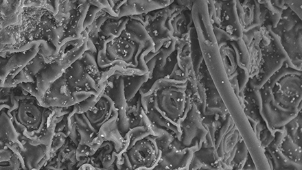 دمآوری چای باعث کاهش سرب درون آب میشود