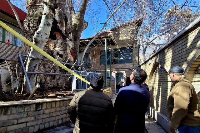 حال چنار کهنسال برغان خوب میشود حال چنار کهنسال برغان خوب میشود