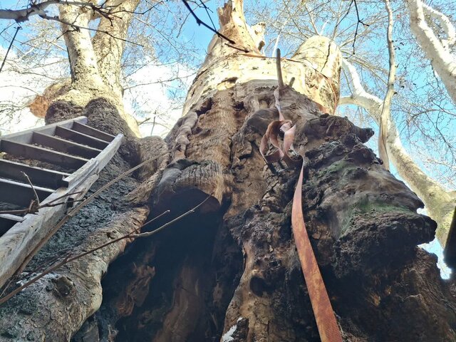 حال چنار کهنسال برغان خوب میشود