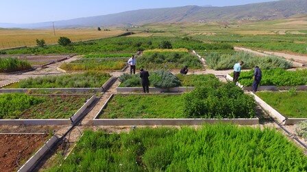 آغاز دورههای سنجش و توسعه دانش فنی و تخصصی کشاورزان در ایلام