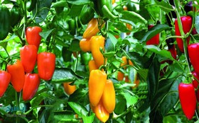 چهارمحال و بختیاری؛ پیشتاز نهضت توسعه گلخانه‌ای کشور