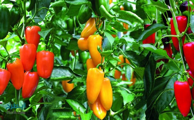 تصویر تزئینی است پیشبینی برداشت بیش از ۱۳ هزار تن محصولات گلخانهای در زهک