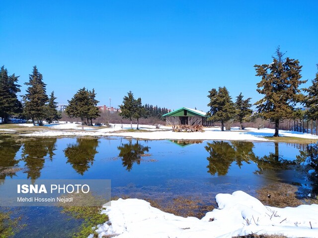 احیای نسل مرال ایرانی در پناهگاه حیات وحش آستارا