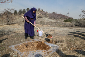 مراسم روز درختکاری با حضور شینا انصاری، رییس سازمان محیط زیست و برخی سفرای خارجی مقیم ایران