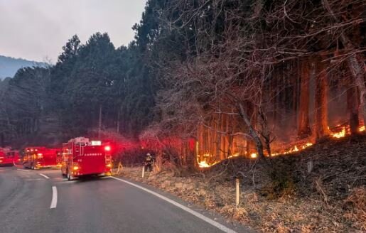 عکس آرشیوی است بارندگی به داد آتش سوزی جنگلی گسترده در ژاپن رسید؛ احتمال لغو دستور تخلیه