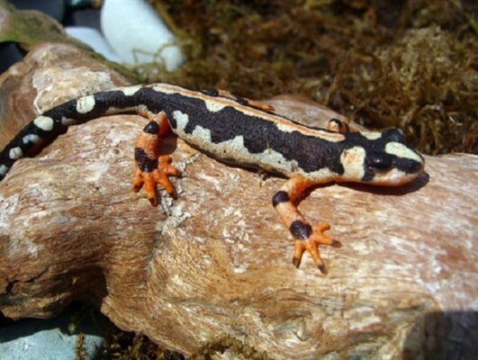 سمندر خرید و فروش جانوران وحشی غیرقانونی است