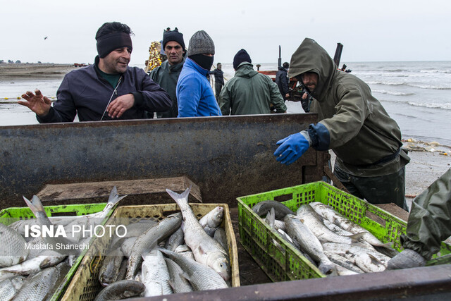 نیمه دو مهر زمان آغاز فصل صید ماهیهای استخوانی در مازندران
