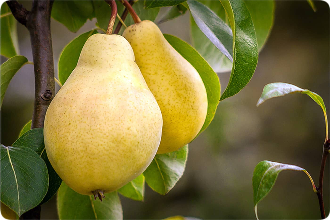 زمان کاشت گلابی بیروتی / بهترین زمان برای کاشت و رشد درخت گلابی
