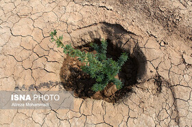 کاشت ۵ هزار و ۵۰۰ اصله نهال با مشارکت بسیج در قم