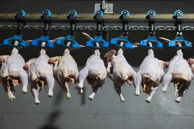 ساماندهی بازار مرغ در قزوین با سامانه «رهآوا»