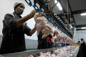 تولید گوشت مرغ در استان به اندازه مصرف موجود است.