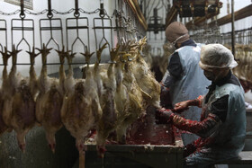 کشتار در کشتارگاههای طیور استان نه توسط گیوتین بلکه به صورت دستی و با یاد خدا انجام میشود.