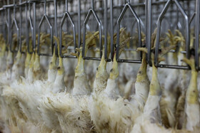 روزانه بین ۱۰۰ تا ۲۰۰ تن مرغ در کشتارگاههای طیور استان، کشتار و روانه بازار میشود که علاوه بر تامین نیاز داخلی به خارج استان ارسال میشود.