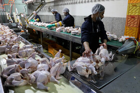 تولید گوشت مرغ در استان به اندازه مصرف موجود است.