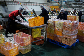 خوشبختانه رعایت بهداشت در کشتارگاههای استان به خوبی انجام و نکات مرتبط بهداشتی و شرعی در این رابطه با دقت رصد میشود.