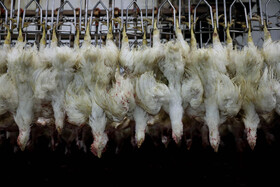 غذای حلال همواره در آموزههای دین مبین اسلام مورد تاکید است و خداوند در قران کریم نیز خطاب به پیامبران می فرماید؛ «بخورد از غذاهای طیب و پاک و عمل صالح انجام دهید» و این آیه ارتباط مستقیم غذای طیب را با عمل صالح نشان میدهد.