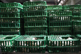 امسال حدود ۳۷ میلیون قطعه جوجهریزی در استان انجام شده که نیمی از ان مازاد نیاز داخل استان بوده لذا به سایر استانها ارسال شده است.