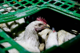 همچنین ۲ میلیون و ۲۴ هزار و ۷۰۰ قطعه مرغ تخمگذار در استان در حال پرورش است که تولید استان در این بخش مازاد نیاز است و ۵۰ درصد تخممرغ تولیدی به سایر استانها ارسال میشود.