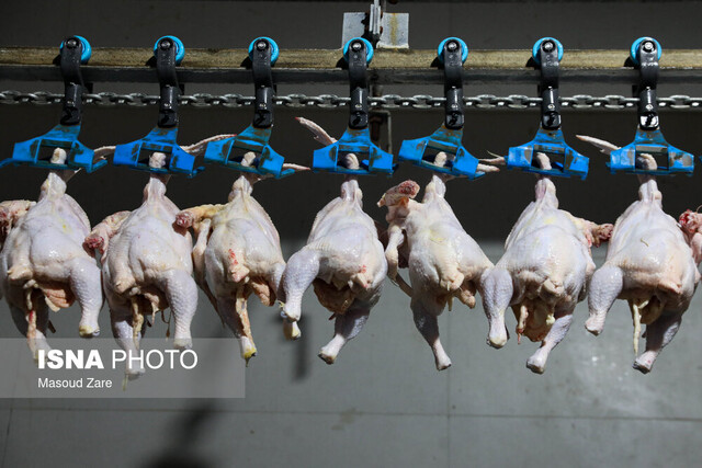 ساماندهی بازار مرغ در قزوین با سامانه «رهآوا» ساماندهی بازار مرغ در قزوین با سامانه «رهآوا»