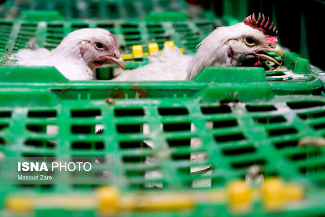 قیمت مصوب اعلام شده برای مرغ کارشناسی و منصفانه نیست
